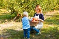 Little son helps his mother picking fresh organic apples on a farm. Royalty Free Stock Photo