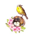 Little Song Bird On Nest With Eggs In Cherry Blossom. Garden Apple, Sakura Flowers. Floral Vintage Watercolor