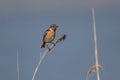 Little song bird on the reed