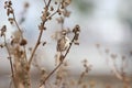 A little song bird stands on a bush and sings