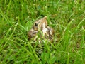 Little song thrush chick in the grass