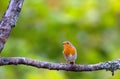 Little songbird robin Royalty Free Stock Photo