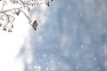 Little songbird is sitting on the branch of tree with frost in a fairy-tale snowy forest. Christmas image. Winter wonderland. Copy Royalty Free Stock Photo