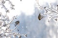 Little songbirds sitting on the branch of tree with frost in a fairy-tale snowy forest. Christmas image. Winter wonderland. Copy Royalty Free Stock Photo