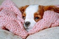 Little spaniel who sleeped on pink bedspread woke up. Adorable Cavalier King Charles Spaniel opened drowsy eyes. Royalty Free Stock Photo