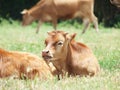 Little spanish calve lay in pasture