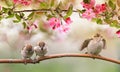 Sparrow bird chicks sit on the branch of an apple tree with pink flowers in the spring garden Royalty Free Stock Photo