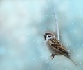 Little sparrow bird in winter Royalty Free Stock Photo