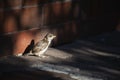 Little sparrow Royalty Free Stock Photo