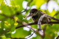 The little sparrow holds a feather in its beak and prepares to make a nest. Brown bird and snow-white feather. Spring troubles Royalty Free Stock Photo