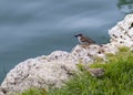 Small sparrow on the shore of a blue lake