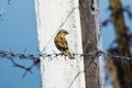 A little sparrow sits on a barbed wire fence