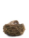 Little Sparrow sits in a nest isolated on a white