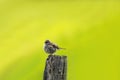 Little sparrow sits on a wooden stump.