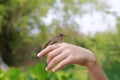 Little sparrow sitting on human's hand, taking care of birds, friendship, love nature and wildlife.