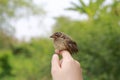 Little sparrow sitting on human's hand, taking care of birds, friendship, love nature and wildlife.