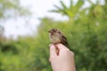 Little sparrow sitting on human's hand, taking care of birds, friendship, love nature and wildlife
