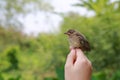Little sparrow sitting on human's hand, taking care of birds, friendship, love nature and wildlife.