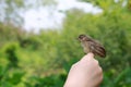 Little sparrow sitting on human's hand, taking care of birds, friendship, love nature and wildlife