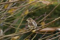 Little Sparrow Sitting On A Tree