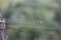 A sparrow stands on a barbed wire