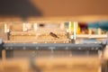 Malý vrabec na solárium v italština pláž z 