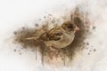 Little sparrow Watercolor Digital Painting vintage effect