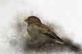 Little sparrow Watercolor Digital Painting vintage effect