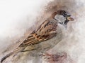 Little sparrow Watercolor Digital Painting vintage