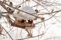 Little sparrows winter feeding in a park full of snow