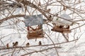 Little sparrows winter feeding in a park full of snow