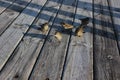 Little sparrows on a wooden pier