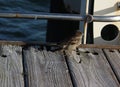 Little sparrows on a wooden pier