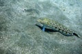 little speckled sandperch lying in the seabed and looking into the camera