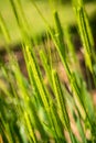 Little spelt - triticum monococcum - poaceae