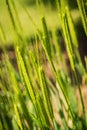 Little spelt - triticum monococcum - poaceae