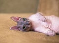 Little sphinx cat Royalty Free Stock Photo