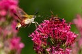 Little sphinx moth facing an assassin bug