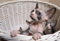 Little Sphynx Cats Inside a Wooden Basket