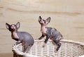 Little Sphynx Cats on the Rim of Wooden Basket