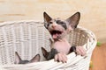Little Sphynx Kitten in a Basket Screaming