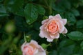 A little spider above a pink and orange patio rose Royalty Free Stock Photo