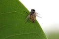 Little Spider Catching a Big Fly