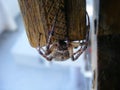 Little spider chil Royalty Free Stock Photo