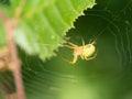 A little spider in her web Royalty Free Stock Photo