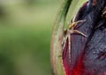 little spider hidden in a rosebud Royalty Free Stock Photo