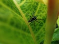 Little spider hidding behind leaf Royalty Free Stock Photo