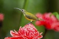 Little spider hunter perched on flower