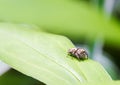 Little spider jumper is sitting on a green leaf