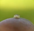 Little spider macro lens photography Royalty Free Stock Photo
